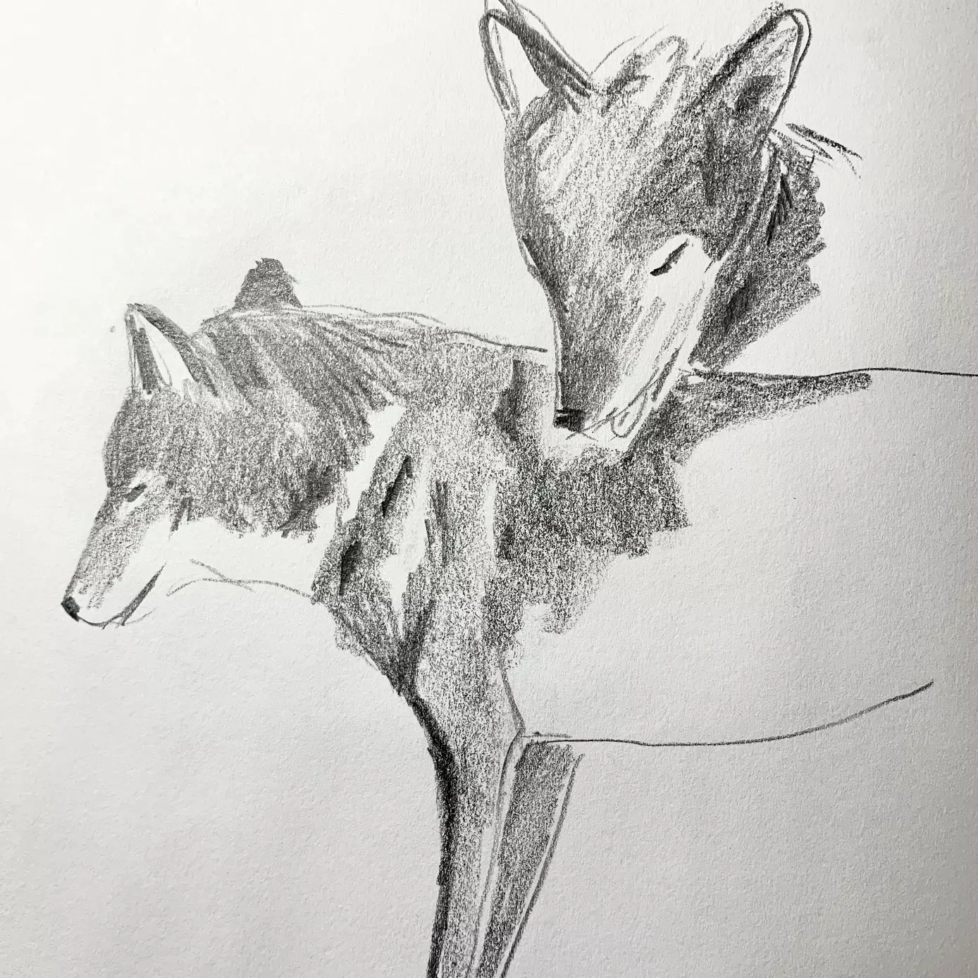 a pencil drawing of two wolves grooming each other